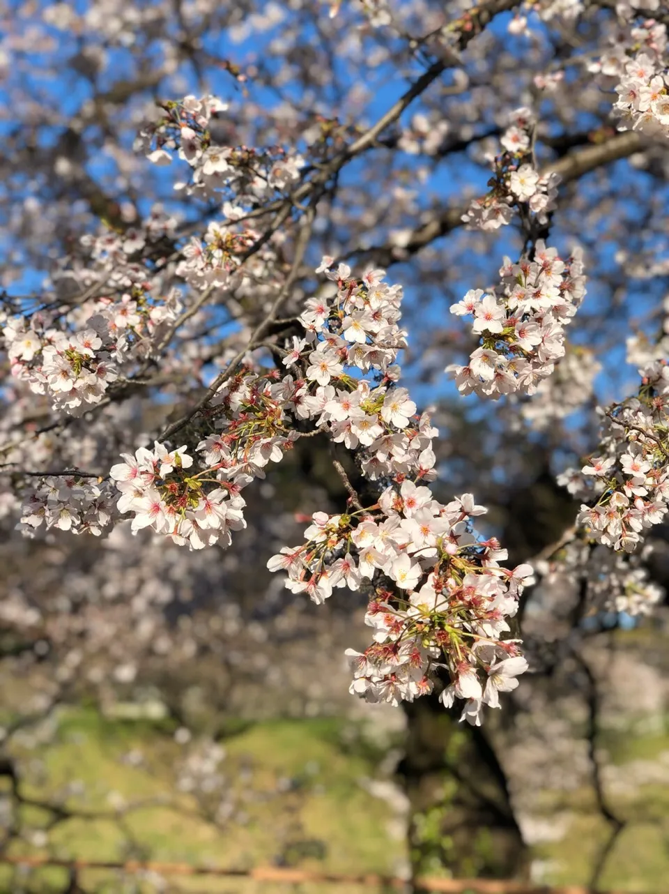 今日は千鳥ヶ淵公園で友だちと桜を見に行きました 桜は完全に咲いてなかったですけど景色が良かったです 満開時また行きたいけど来週は雨が降るので風が桜を吹き飛ばすのを心配します I Went To See Cherry Blossoms At Chidorigafuch Jessica S Moment On