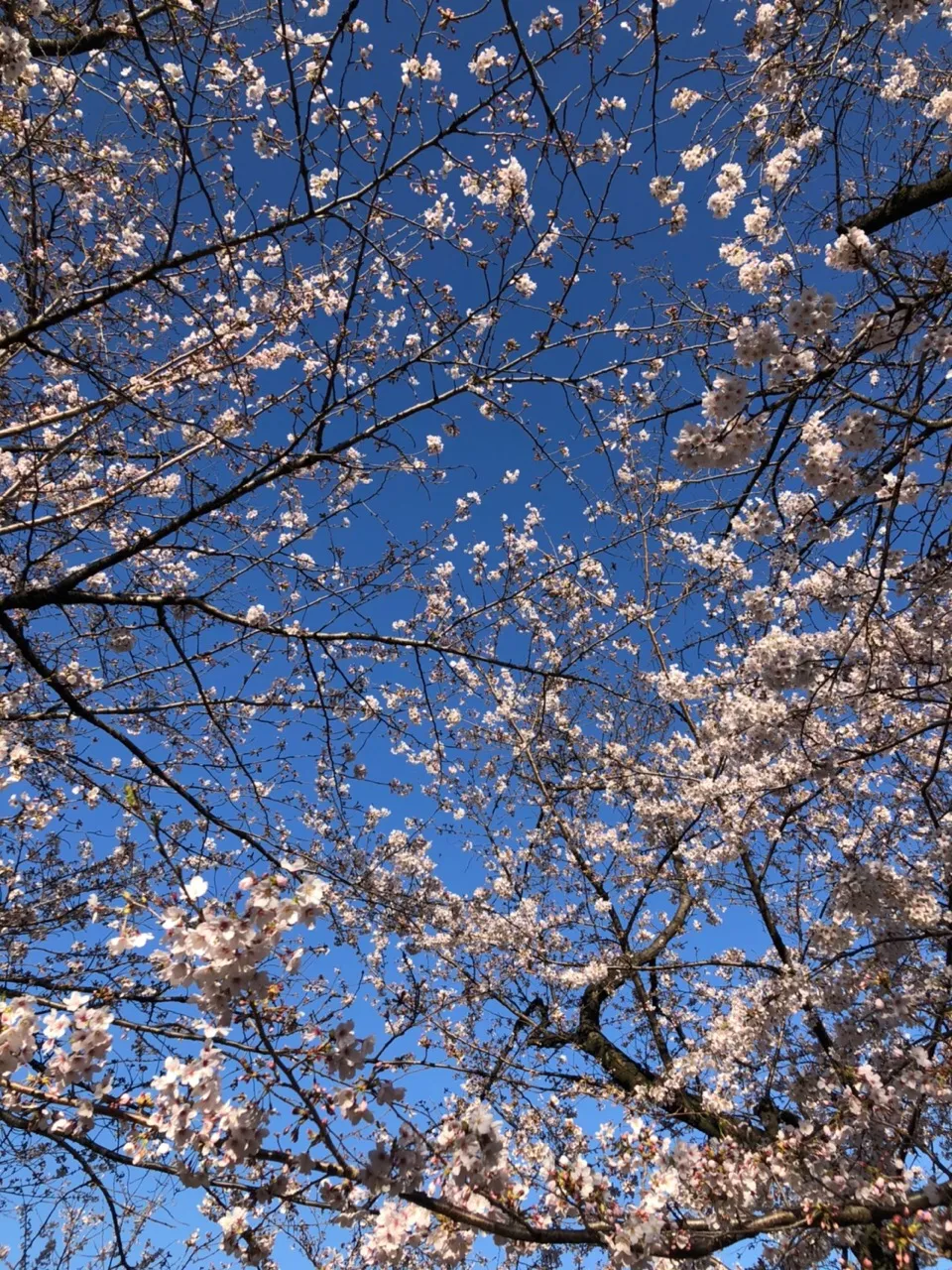 今日は千鳥ヶ淵公園で友だちと桜を見に行きました 桜は完全に咲いてなかったですけど景色が良かったです 満開時また行きたいけど来週は雨が降るので風が桜を吹き飛ばすのを心配します I Went To See Cherry Blossoms At Chidorigafuch Jessica S Moment On