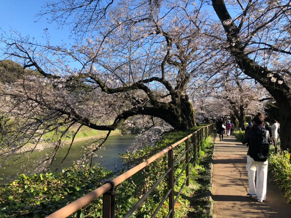 今日は千鳥ヶ淵公園で友だちと桜を見に行きました 桜は完全に咲いてなかったですけど景色が良かったです 満開時また行きたいけど来週は雨が降るので風が桜を吹き飛ばすのを心配します I Went To See Cherry Blossoms At Chidorigafuch Jessica S Moment On