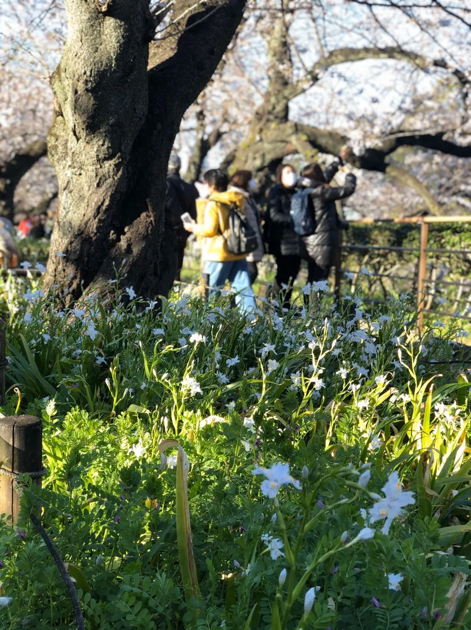 今日は千鳥ヶ淵公園で友だちと桜を見に行きました 桜は完全に咲いてなかったですけど景色が良かったです 満開時また行きたいけど来週は雨が降るので風が桜を吹き飛ばすのを心配します I Went To See Cherry Blossoms At Chidorigafuch Jessica S Moment On