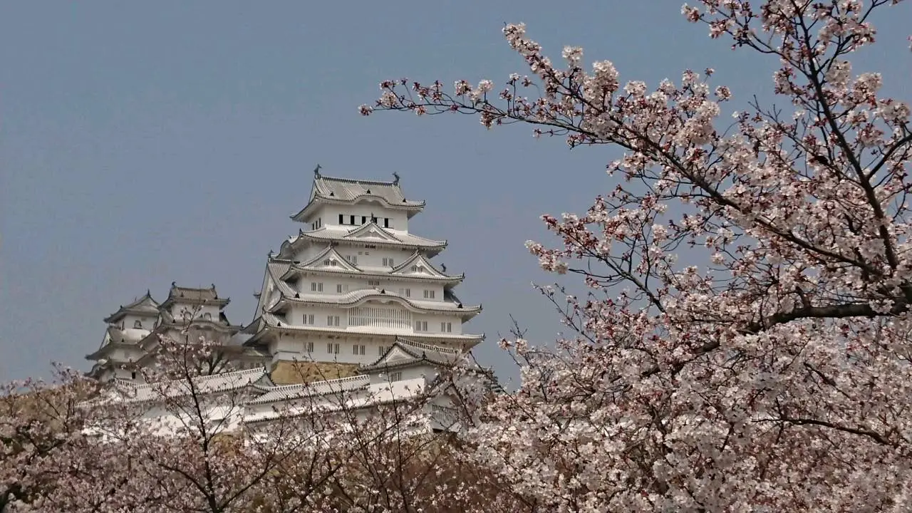 今年もきれいな桜を見に行った 姫路城で桜の下に通ってる船はあった 神戸市の生田川のとなりである桜 は夜でライトアップなお花見していたひどが多かった 仕事場でも満開していた桜とエサをもらいたい鯉を見った でも 時間は早くで経って葉桜がもう来た Casey S